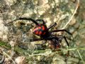 Latrodectus tredecimguttatus